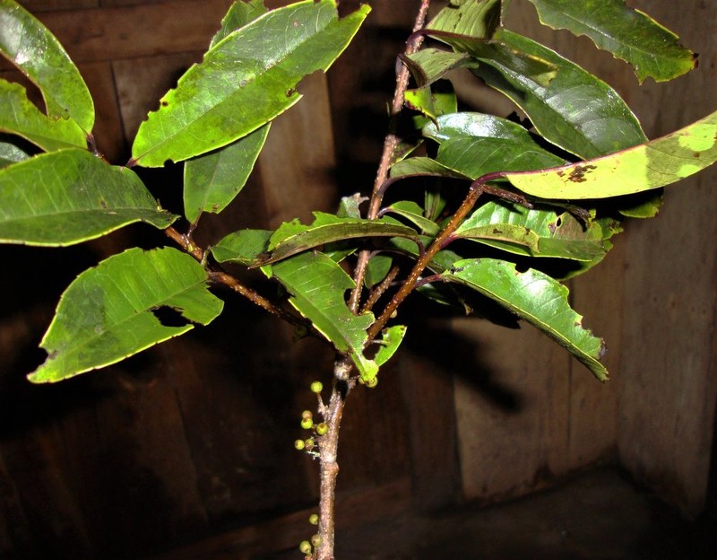 Ilex goudotii photo 4