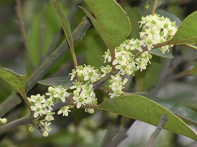 Ilex graciliflora