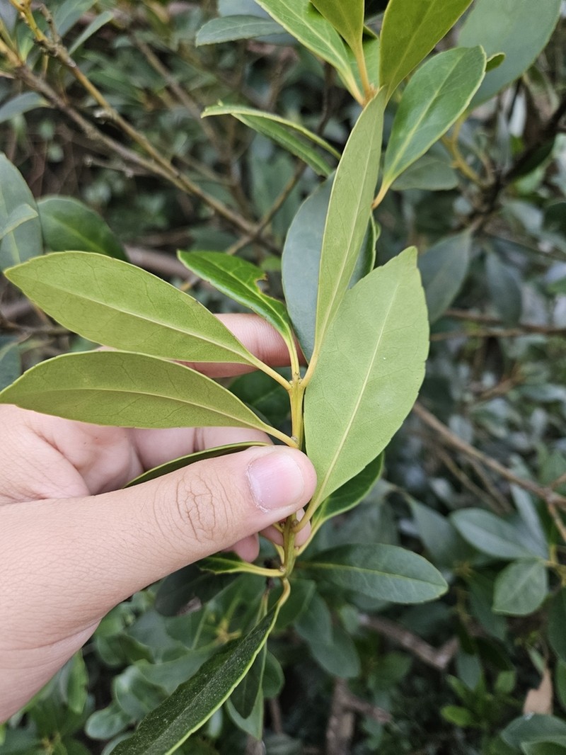 Ilex graciliflora photo 2