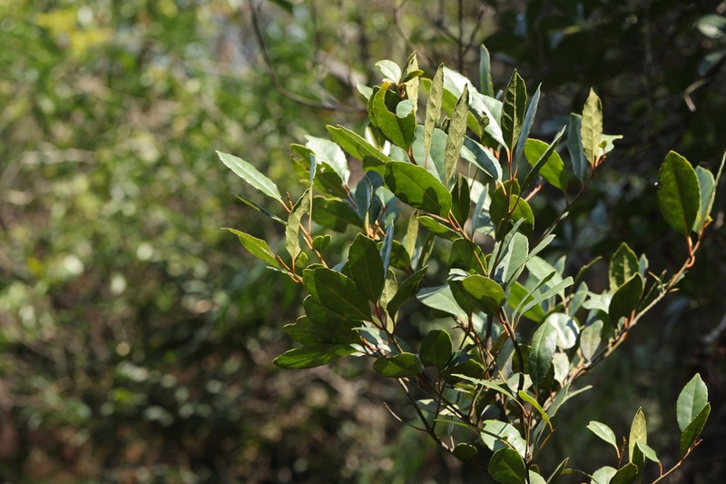 Ilex graciliflora photo 3