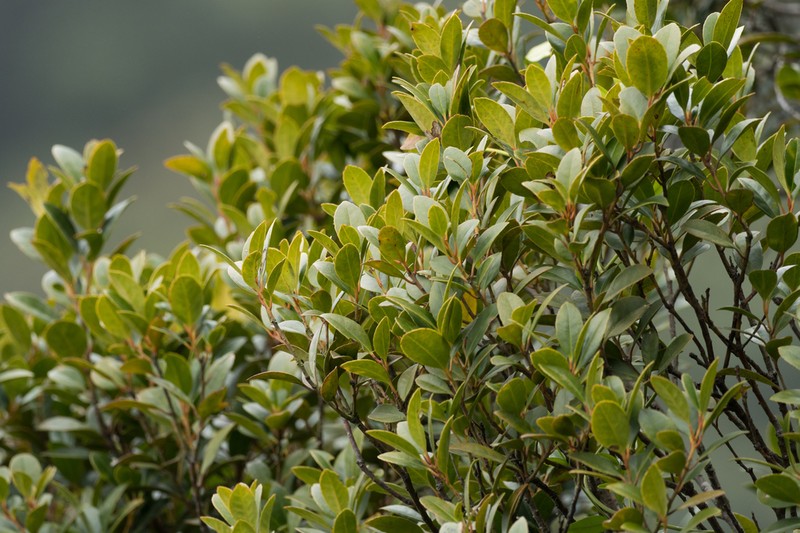 Ilex graciliflora photo 4