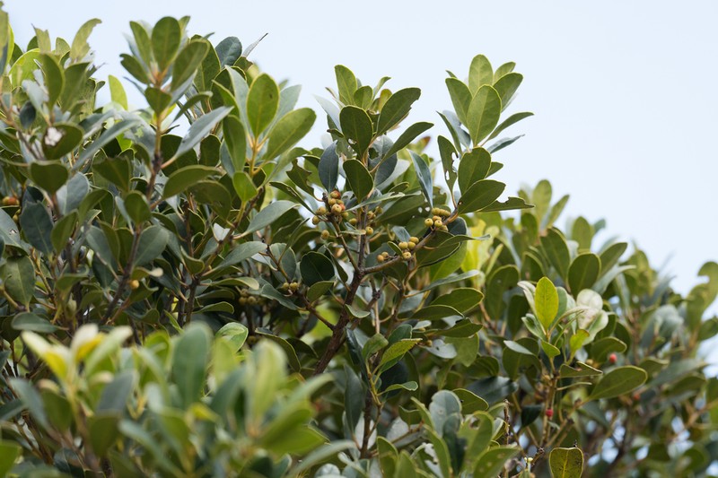 Ilex graciliflora photo 5