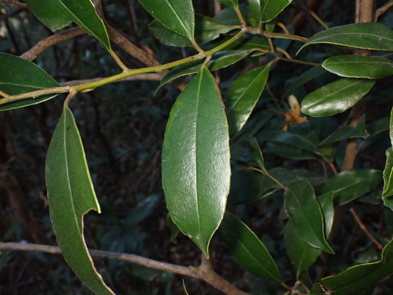 Ilex graciliflora photo 6