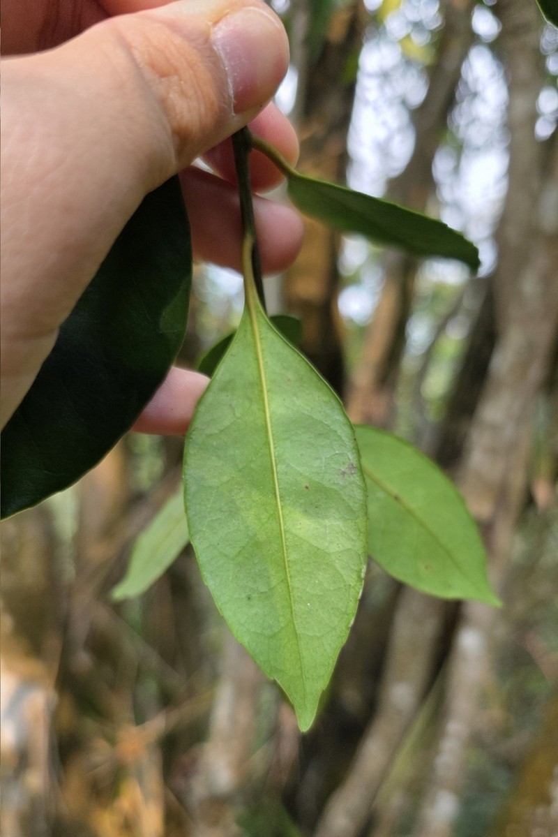 Ilex graciliflora photo 7