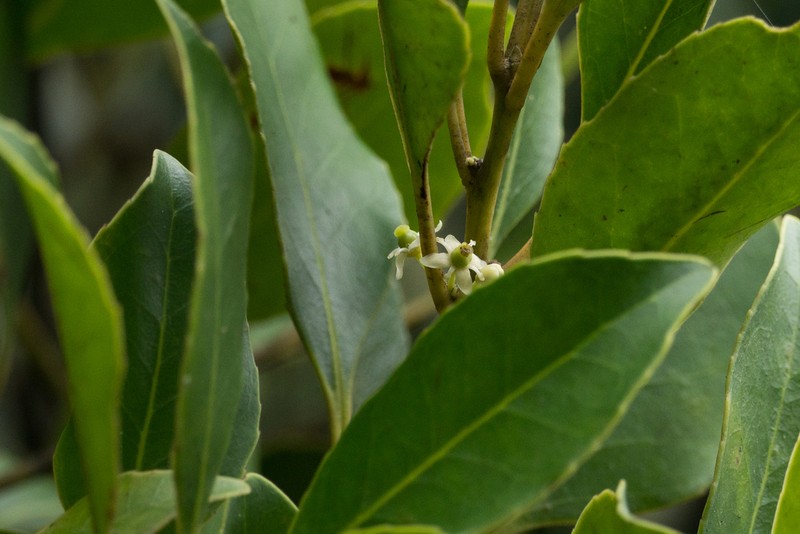 Ilex graciliflora photo 8