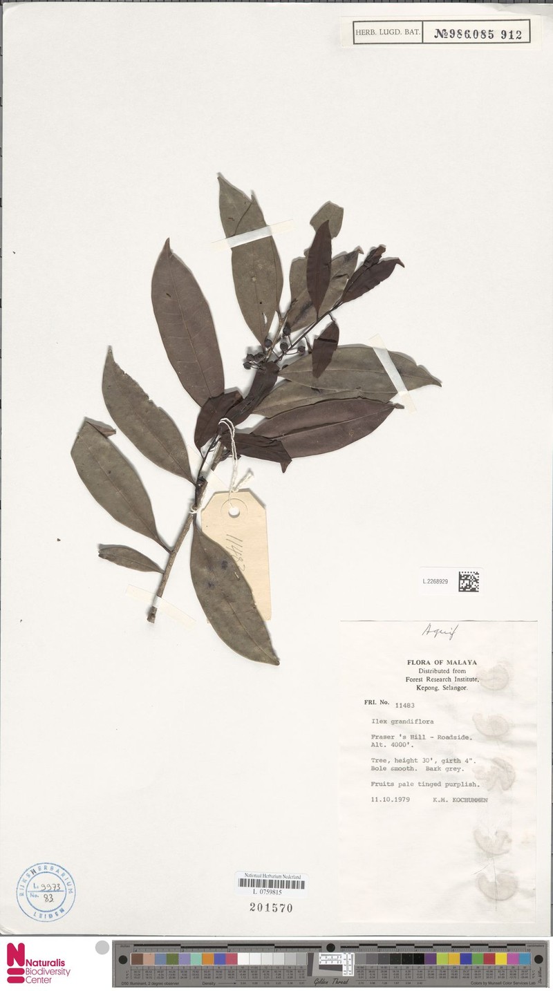 Ilex grandiflora