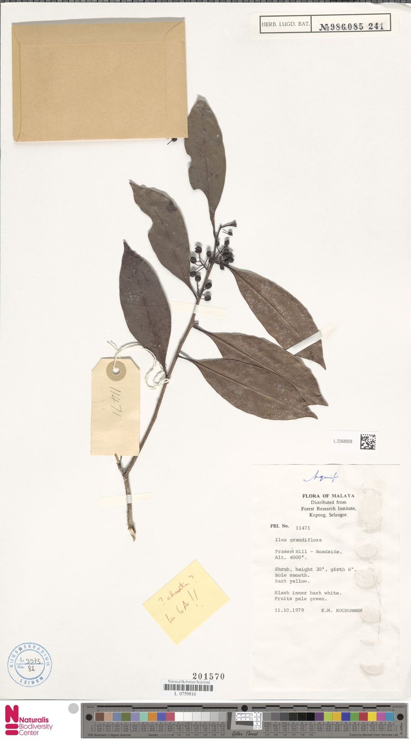 Ilex grandiflora photo 2