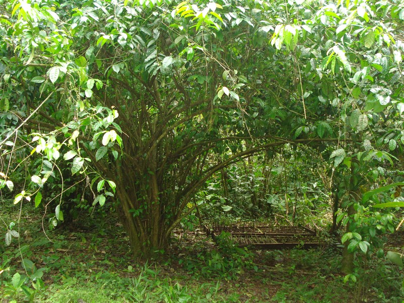 Ilex guayusa photo 2