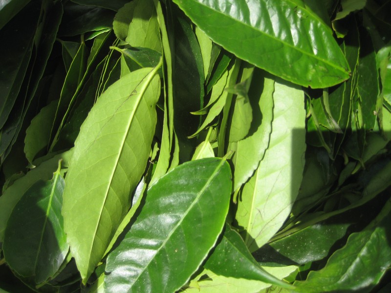 Ilex guayusa photo 3
