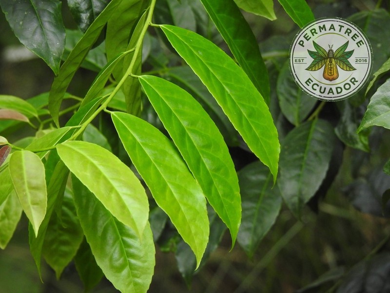 Ilex guayusa photo 5