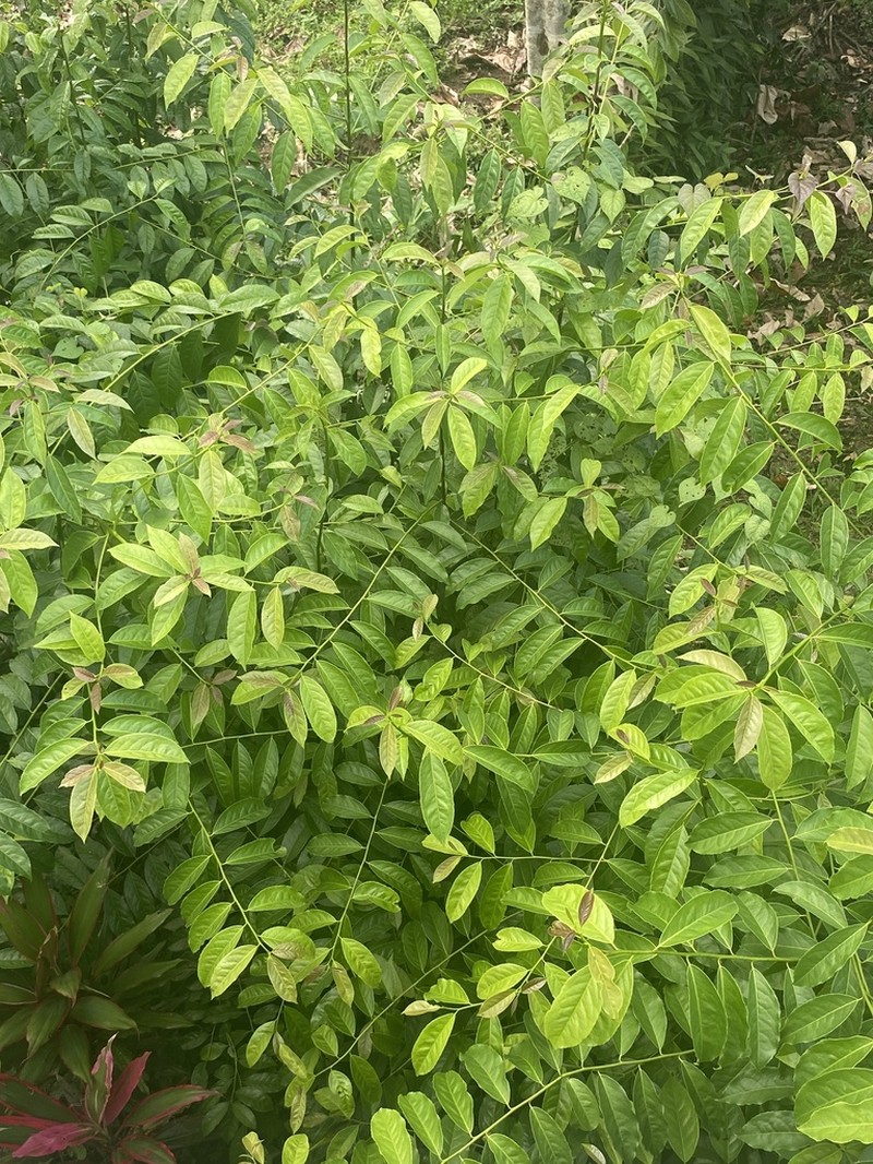 Ilex guayusa photo 6