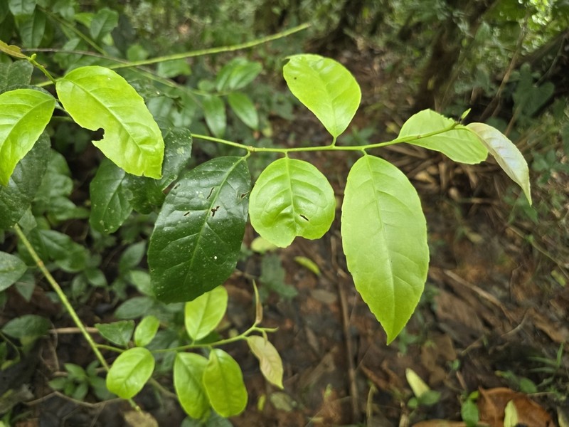 Ilex guayusa photo 7