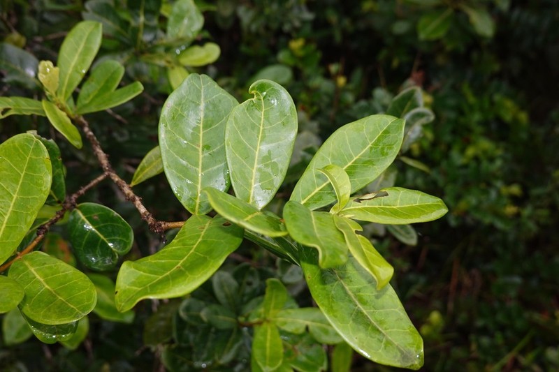 Maconcona