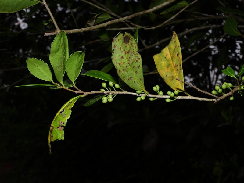 Maconcona photo 5
