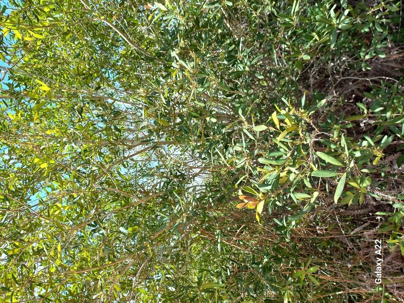 Maconcona photo 6