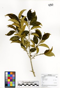 Ilex haberi