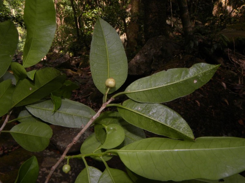Ilex haberi photo 2