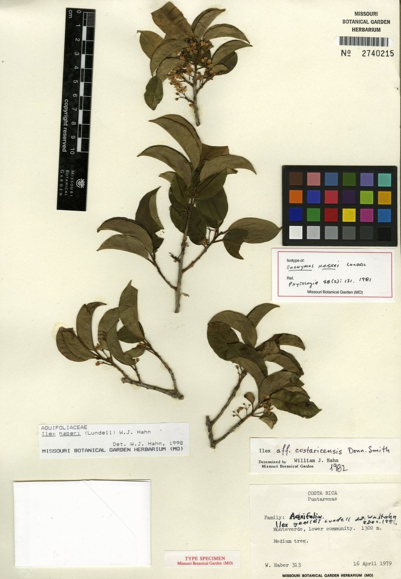Ilex haberi photo 3