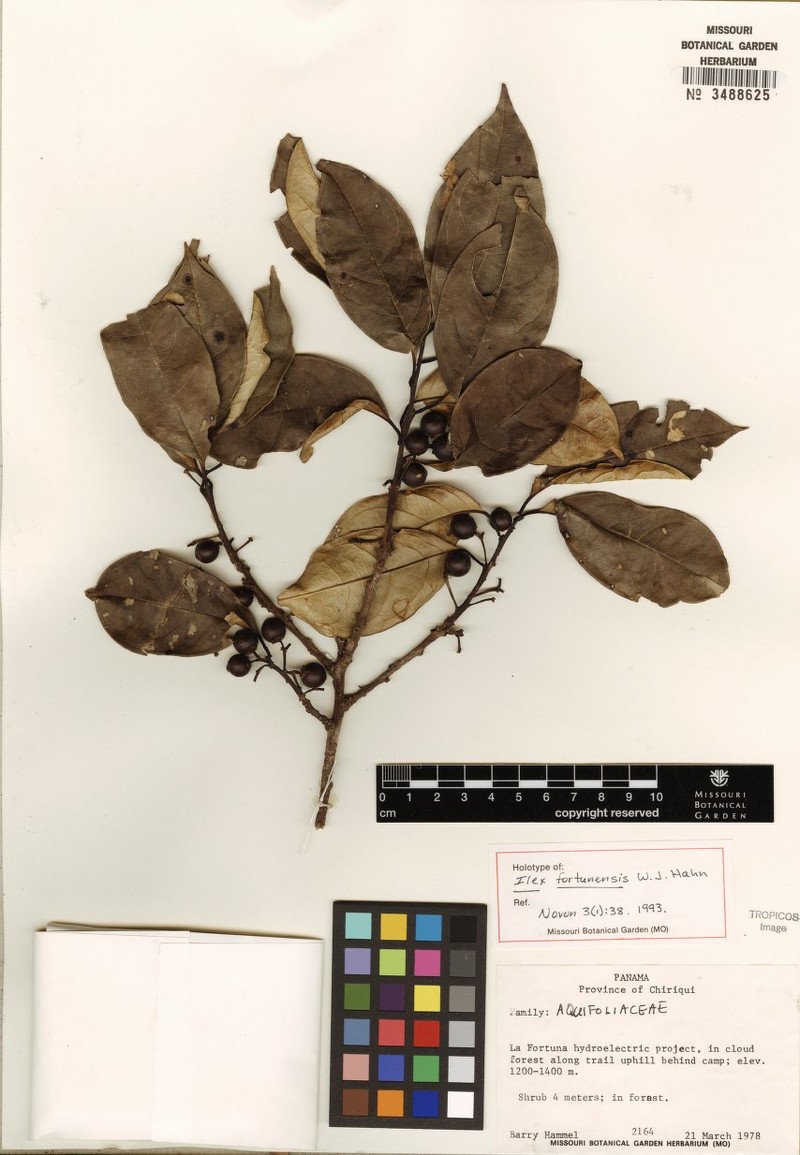 Ilex hahnii