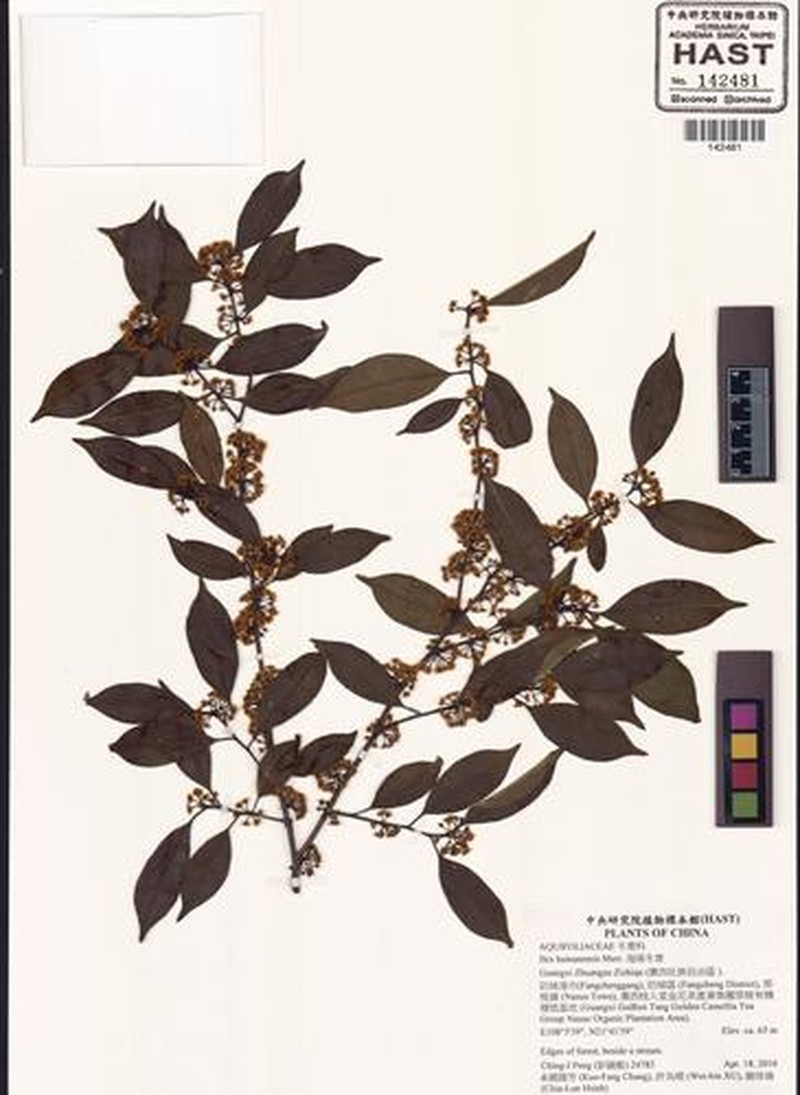 Ilex hainanensis