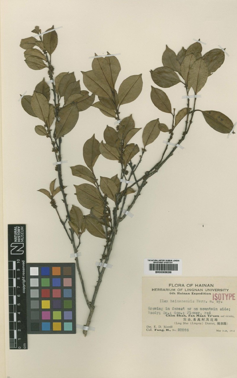 Ilex hainanensis photo 2
