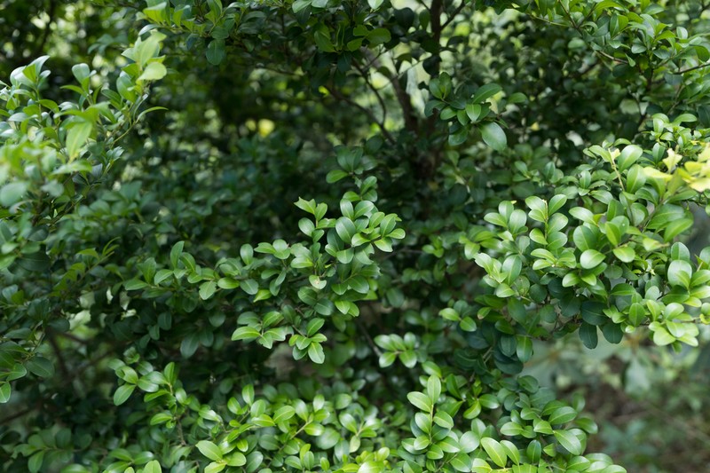 Ilex hanceana
