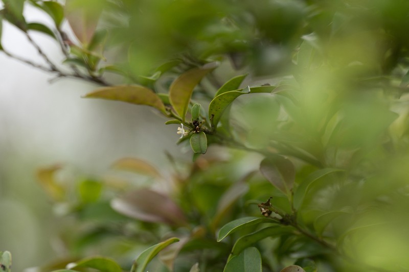 Ilex hanceana photo 2