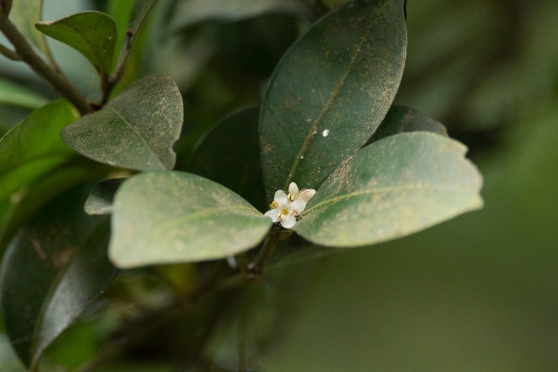 Ilex hanceana photo 3