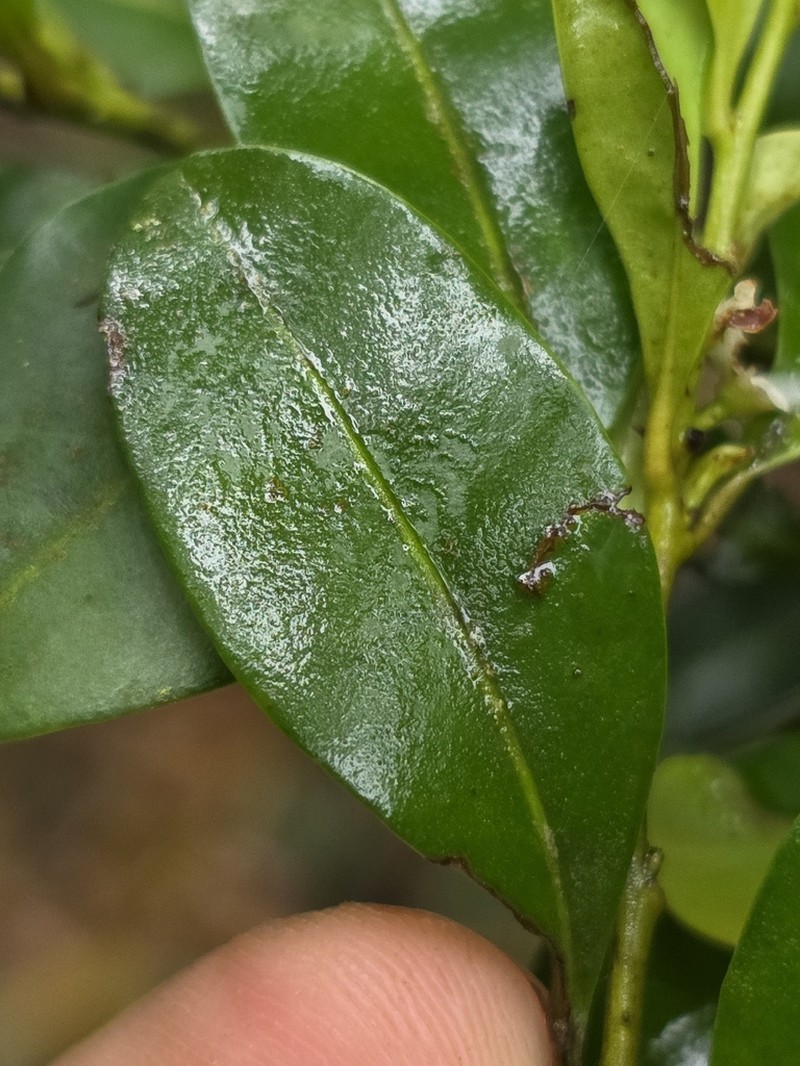 Ilex hanceana photo 4