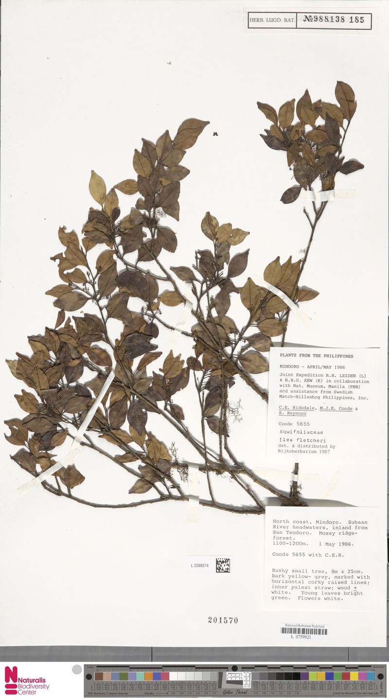 Ilex hanceana photo 5