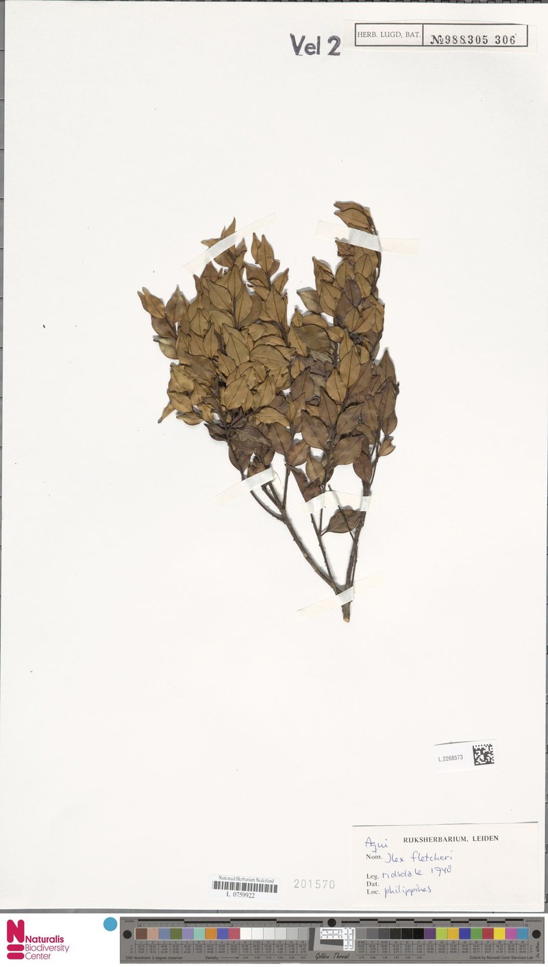 Ilex hanceana photo 6
