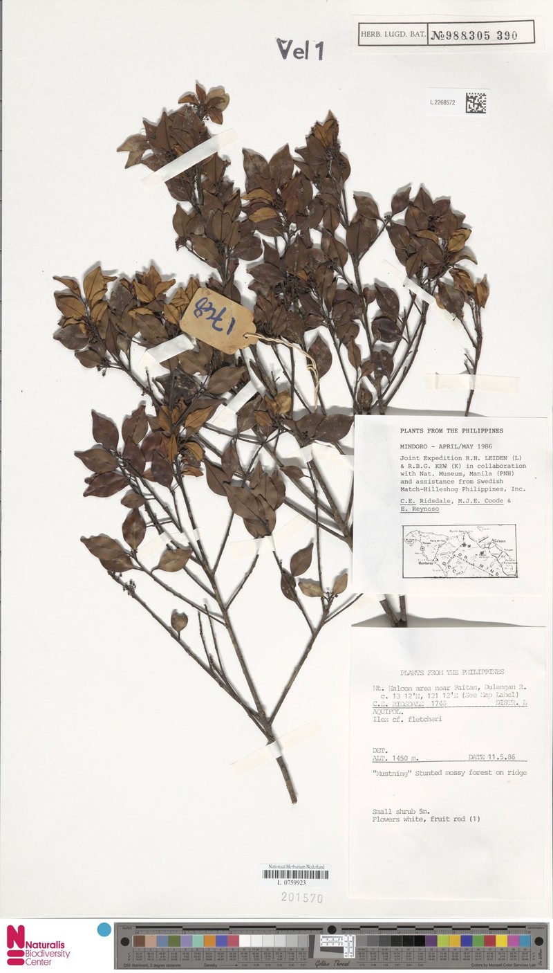 Ilex hanceana photo 7