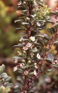 Ilex havilandii