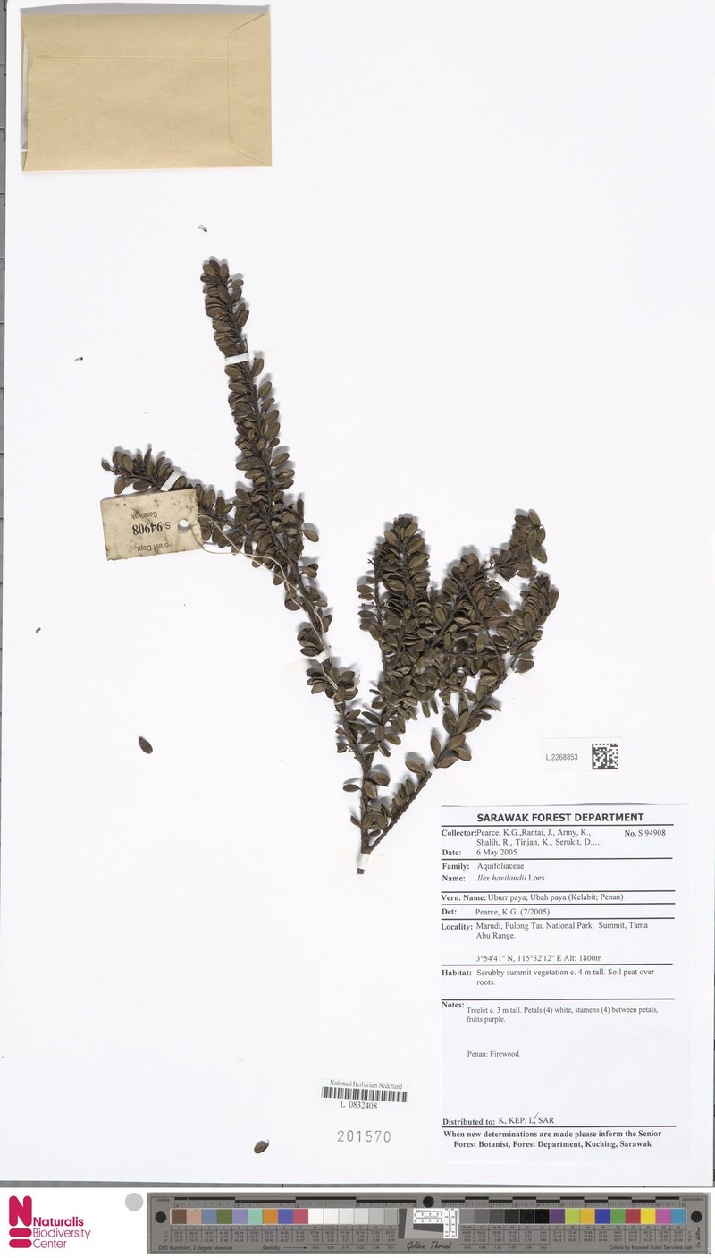 Ilex havilandii photo 2