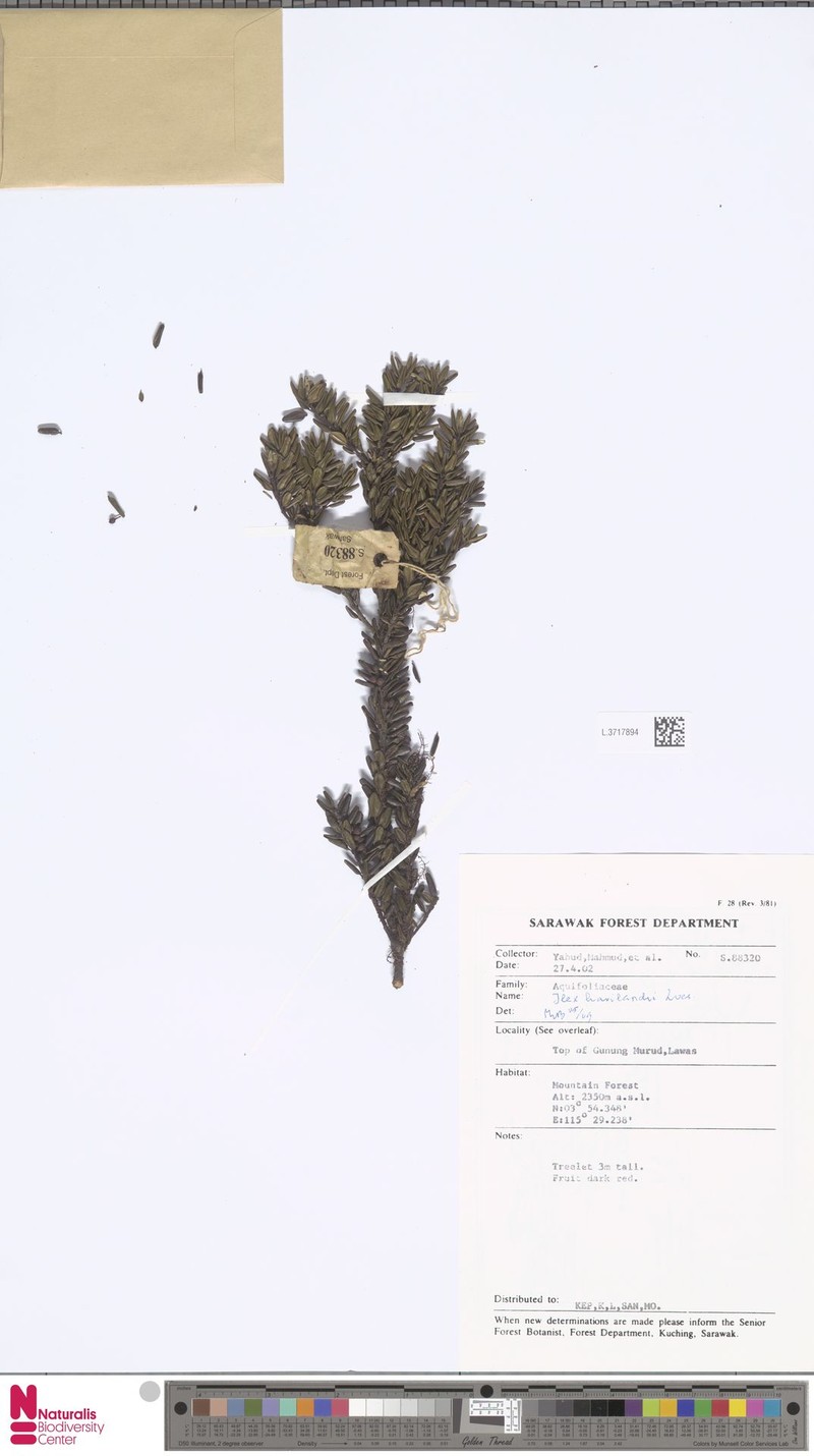 Ilex havilandii photo 3