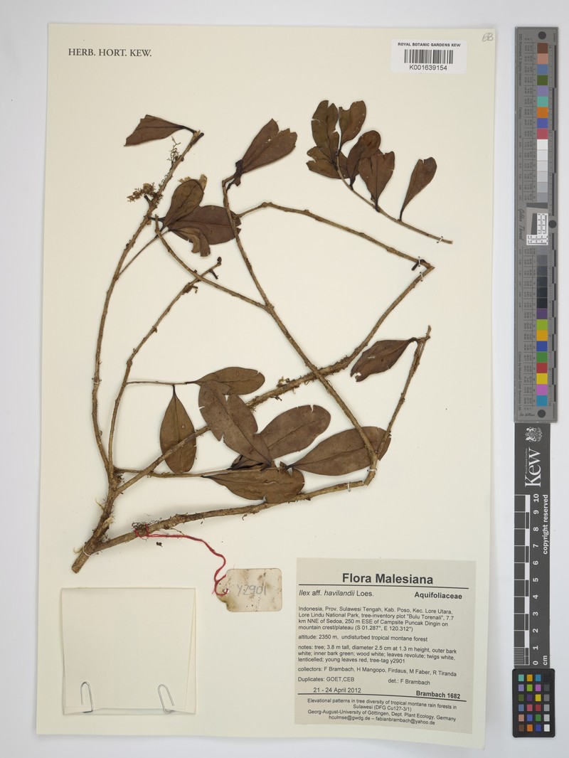 Ilex havilandii photo 4
