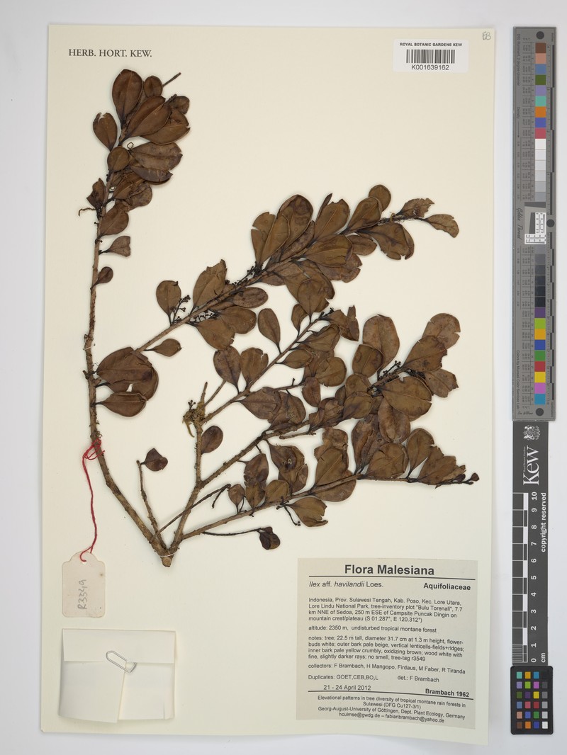 Ilex havilandii photo 5