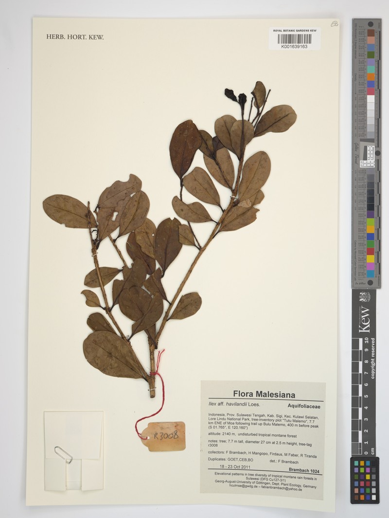 Ilex havilandii photo 6