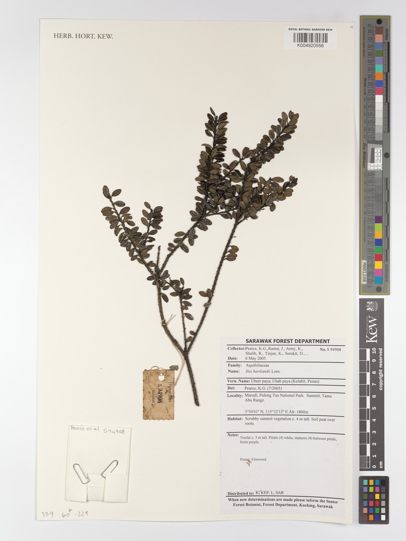 Ilex havilandii photo 7