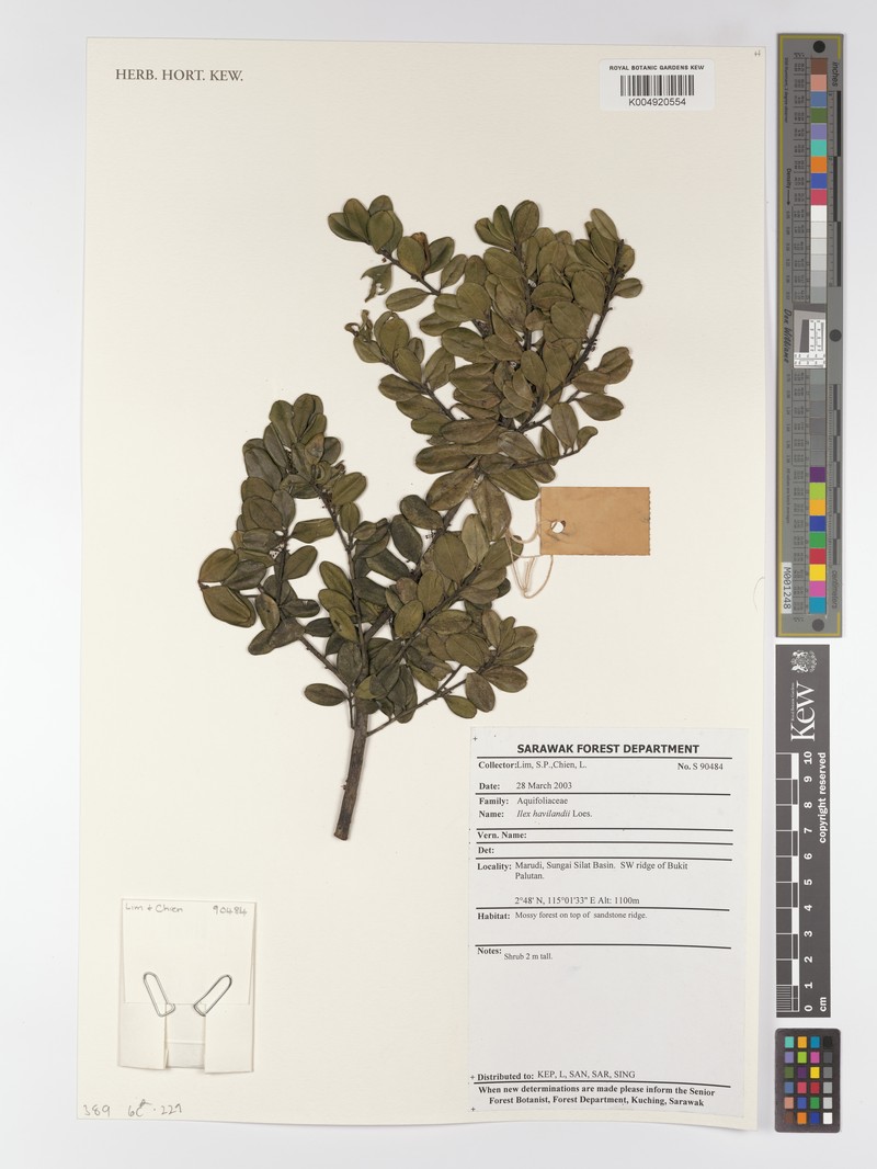 Ilex havilandii photo 8