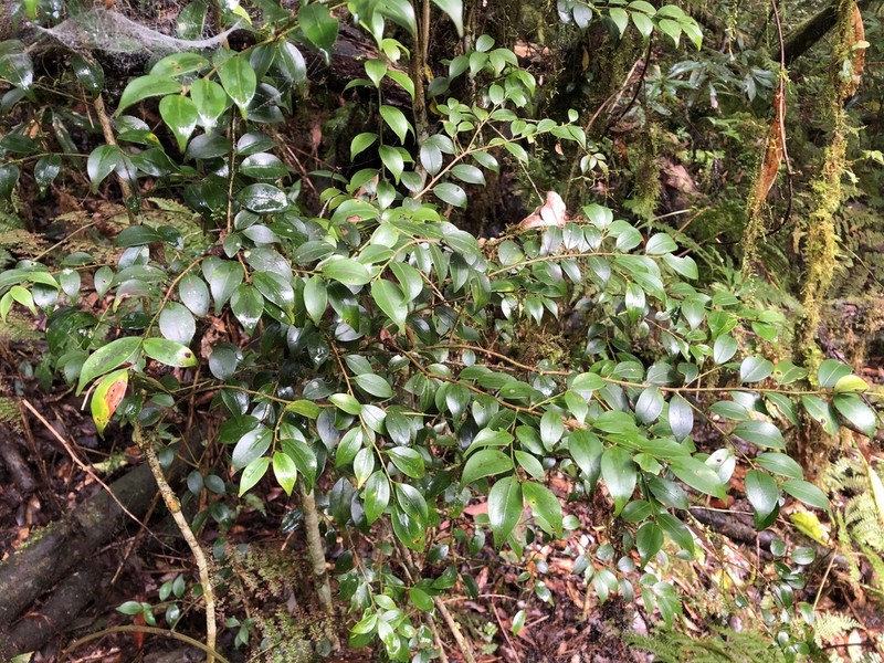 Ilex hayatana