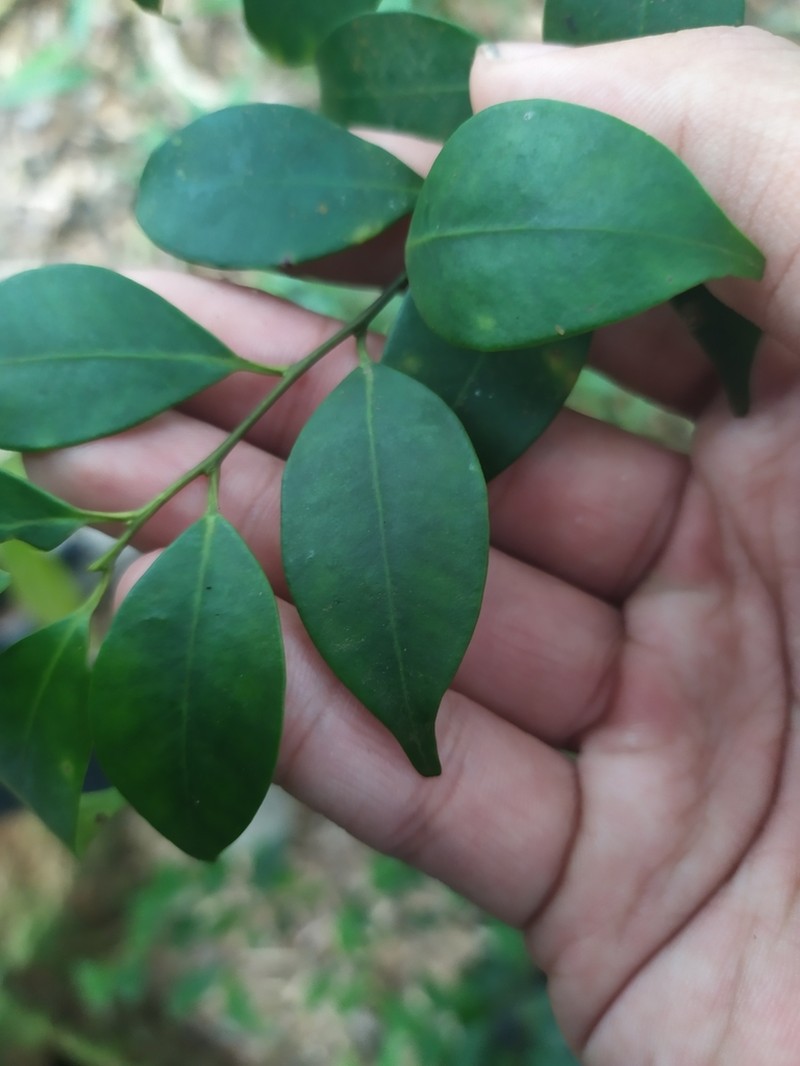 Ilex hayatana photo 2