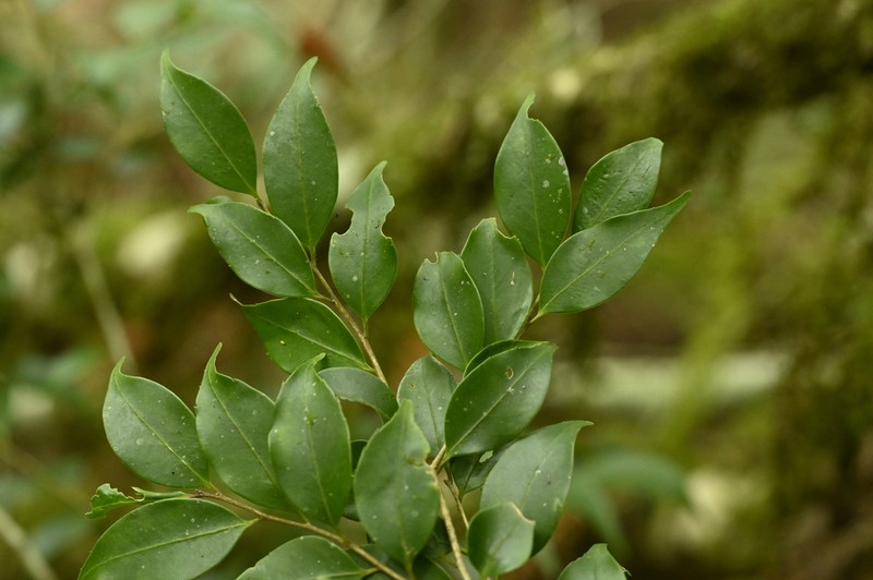 Ilex hayatana photo 3
