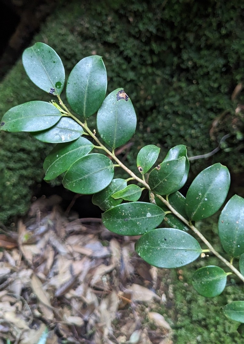 Ilex hayatana photo 4