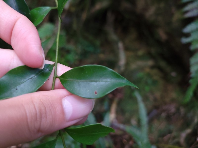 Ilex hayatana photo 5