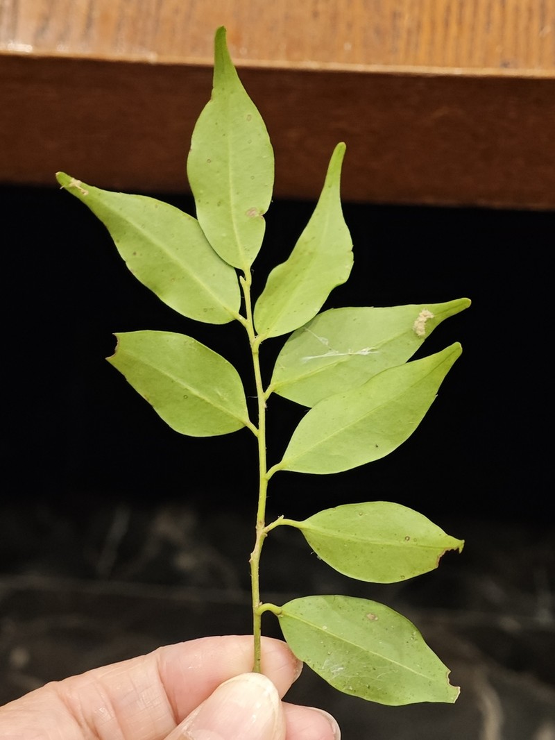 Ilex hayatana photo 6