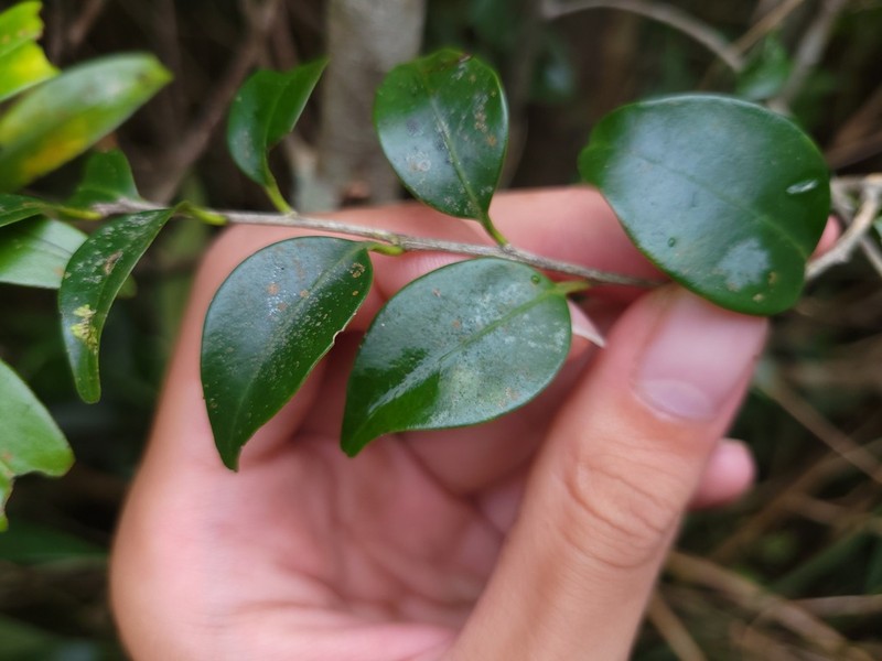 Ilex hayatana photo 8