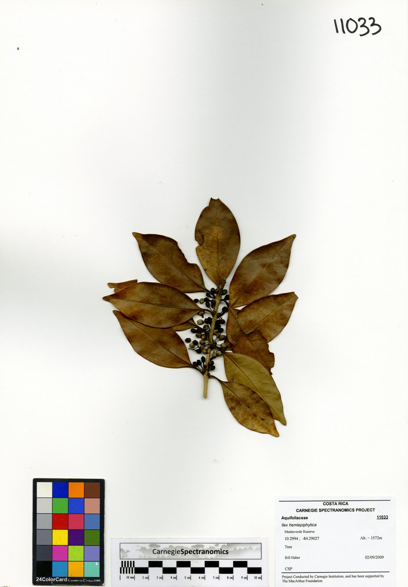 Ilex hemiepiphytica