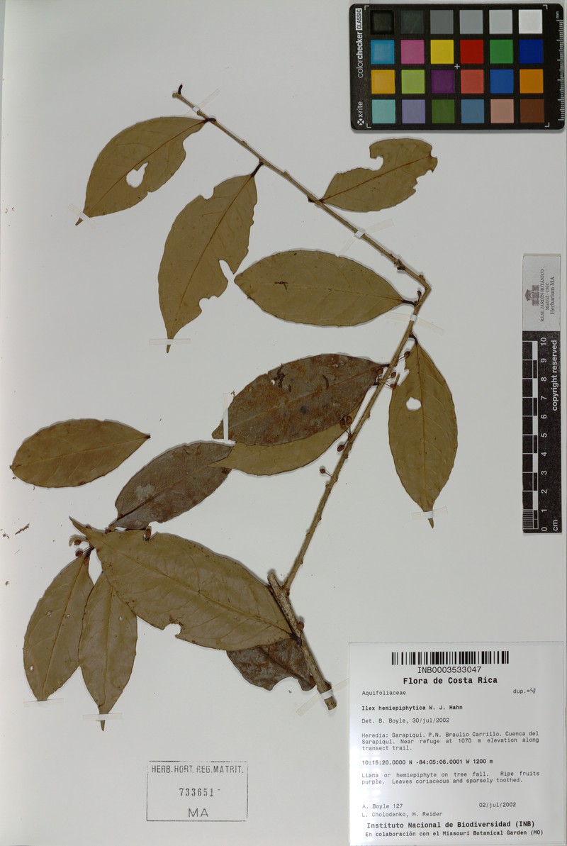 Ilex hemiepiphytica photo 2