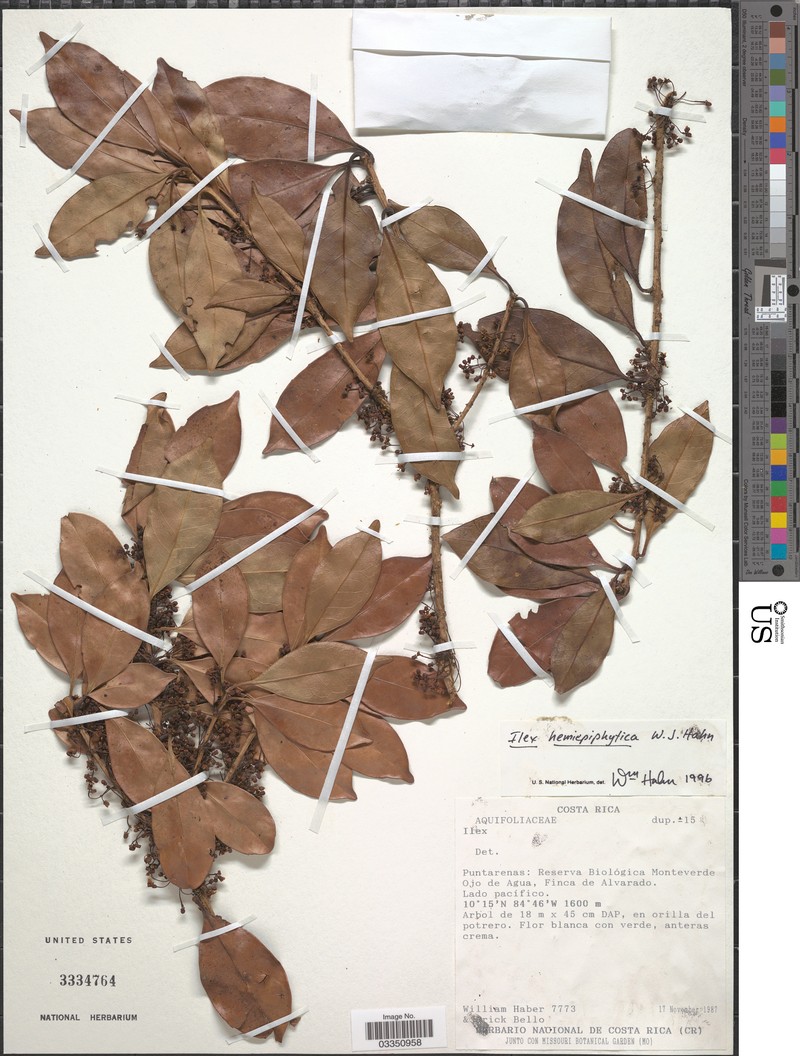 Ilex hemiepiphytica photo 3